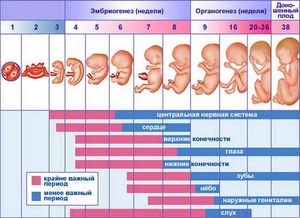 Меню для беременных - 1 триместр | форум Babyblog